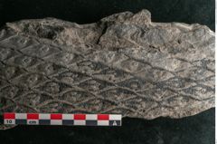 Foto (Detailansicht) von Lepidodendron aculeatum St. (NHMW-GEO-2024-0188-11021)
